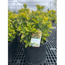 Golden Euonymus 5 Gal